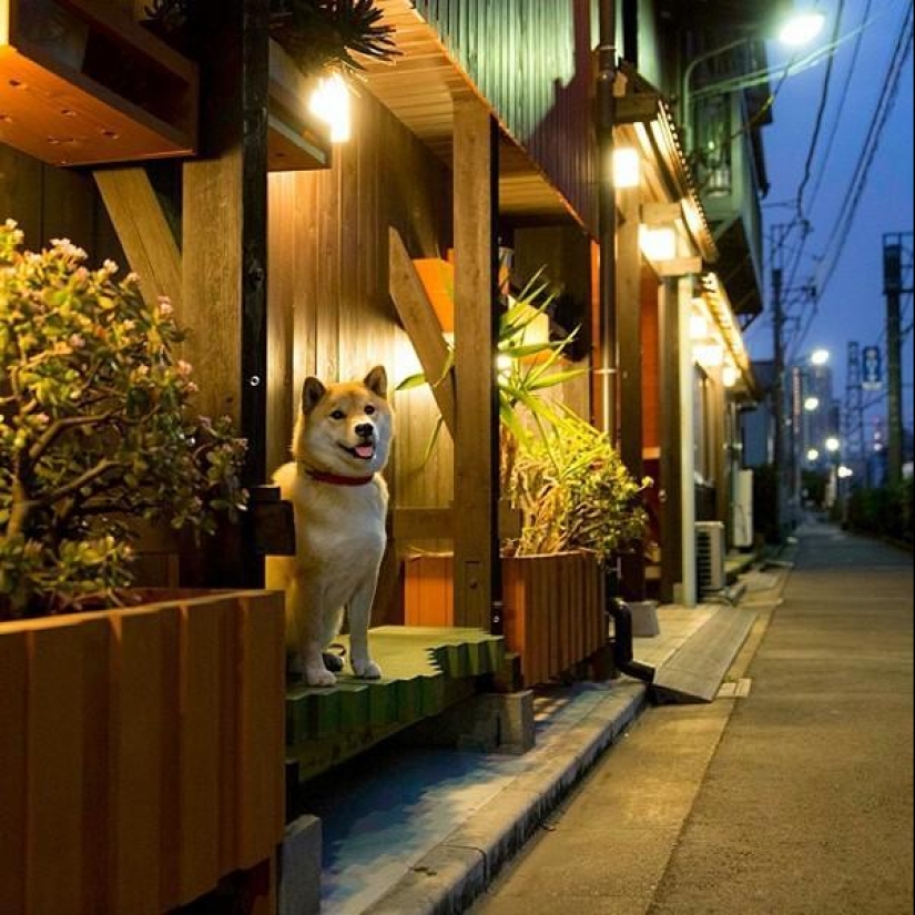 Cute dog Marutaro Cute dog Marutaro