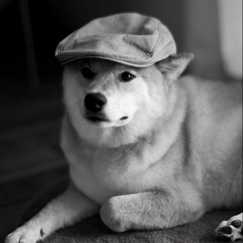 Cute dog Marutaro Cute dog Marutaro
