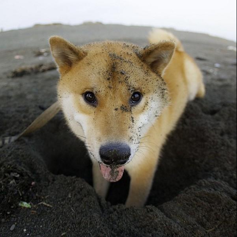 Cute dog Marutaro Cute dog Marutaro