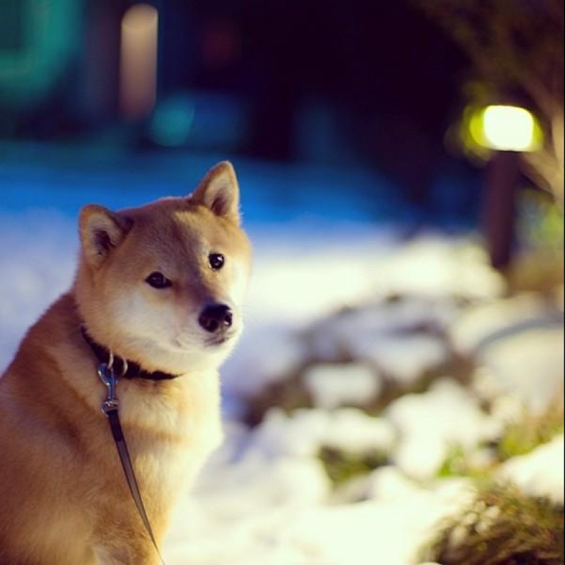 Cute dog Marutaro Cute dog Marutaro