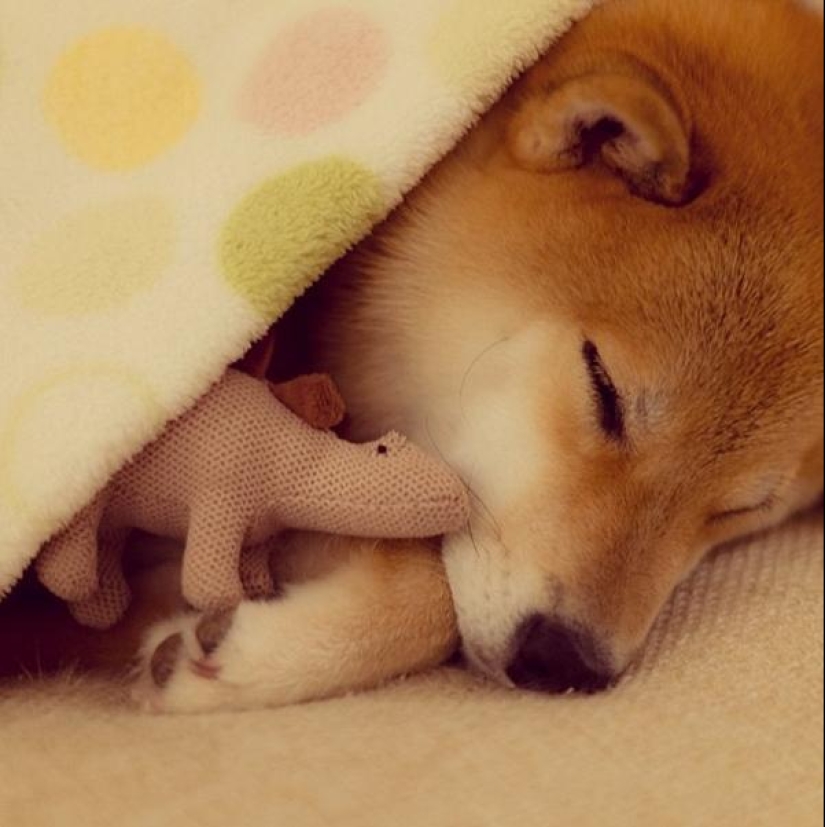 Cute dog Marutaro Cute dog Marutaro