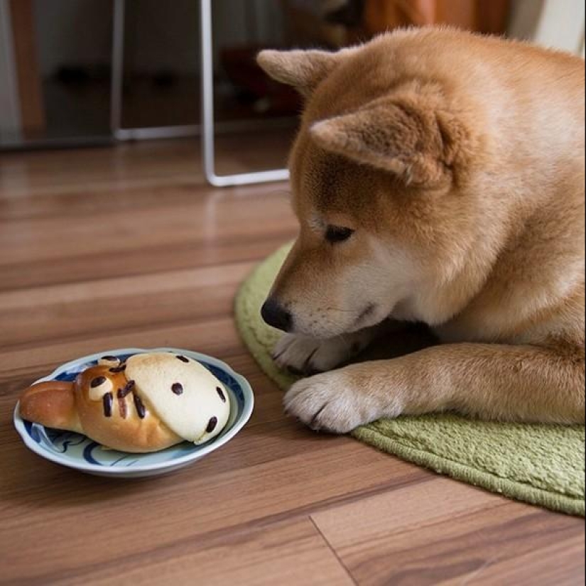 Cute dog Marutaro Cute dog Marutaro