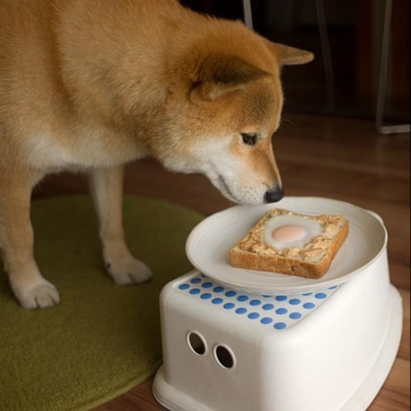 Cute dog Marutaro Cute dog Marutaro