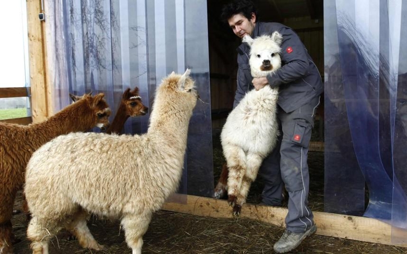 Día de la Esquila de Alpaca en Alemania