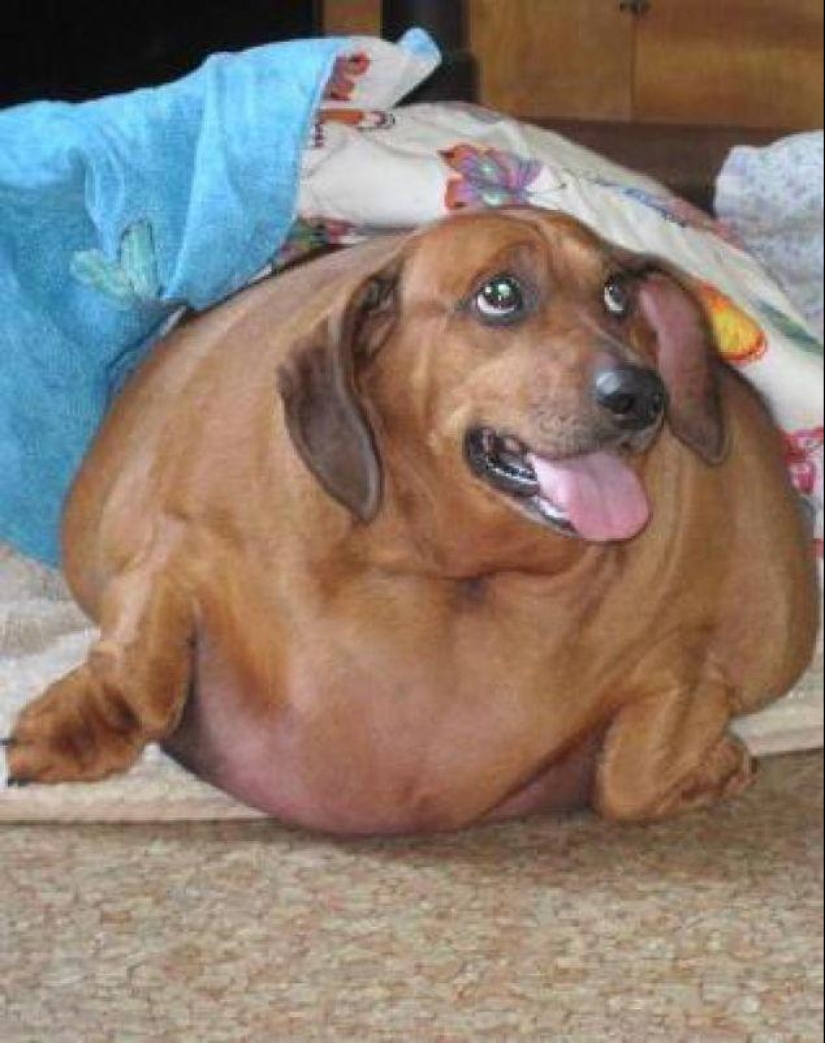 Dachshund que perdió 22 kg