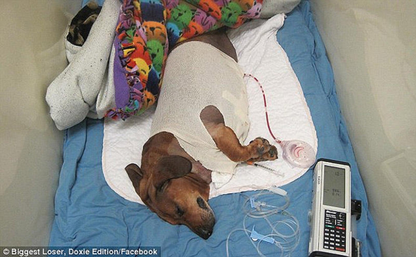 Dachshund que perdió 22 kg