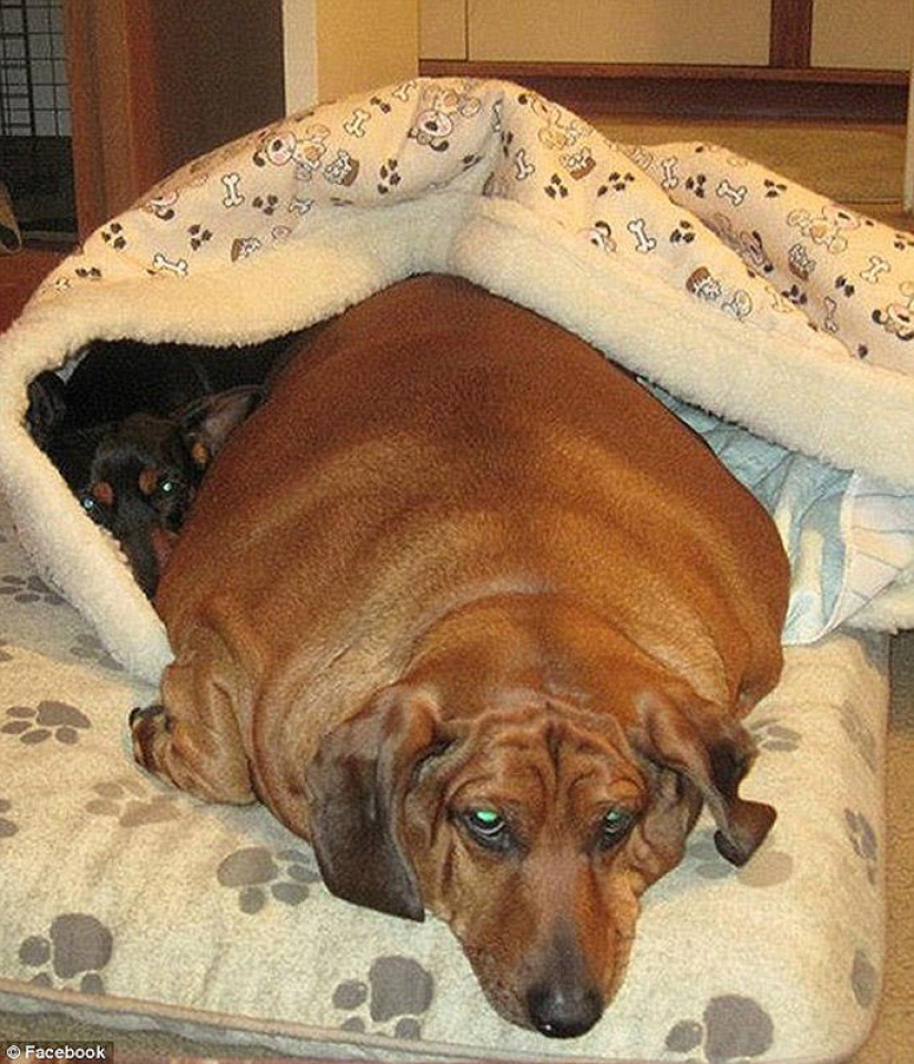 Dachshund que perdió 22 kg