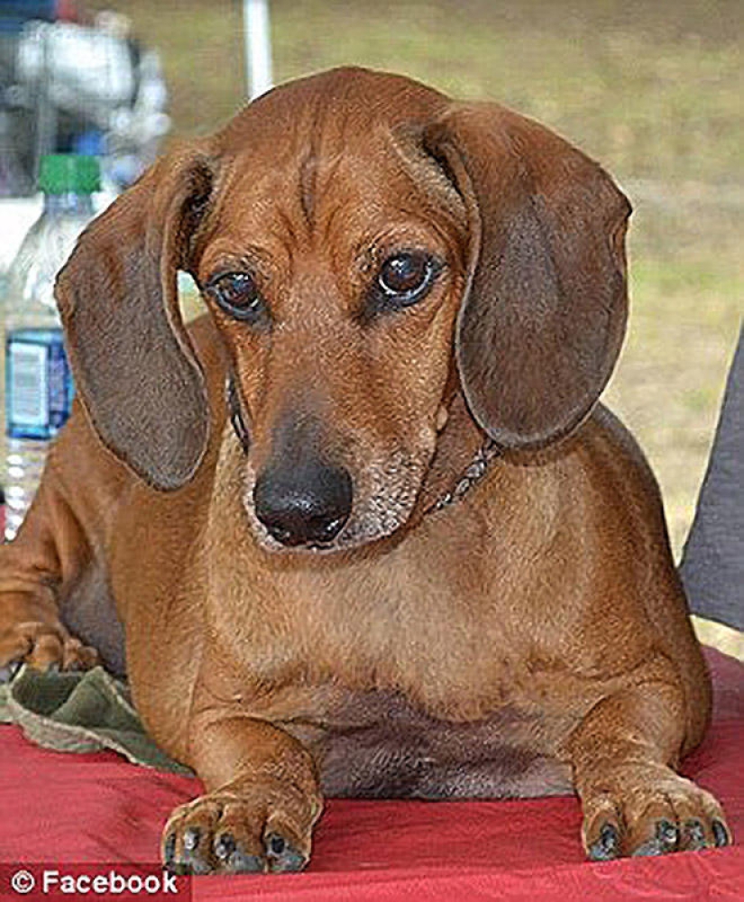 Dachshund que perdió 22 kg