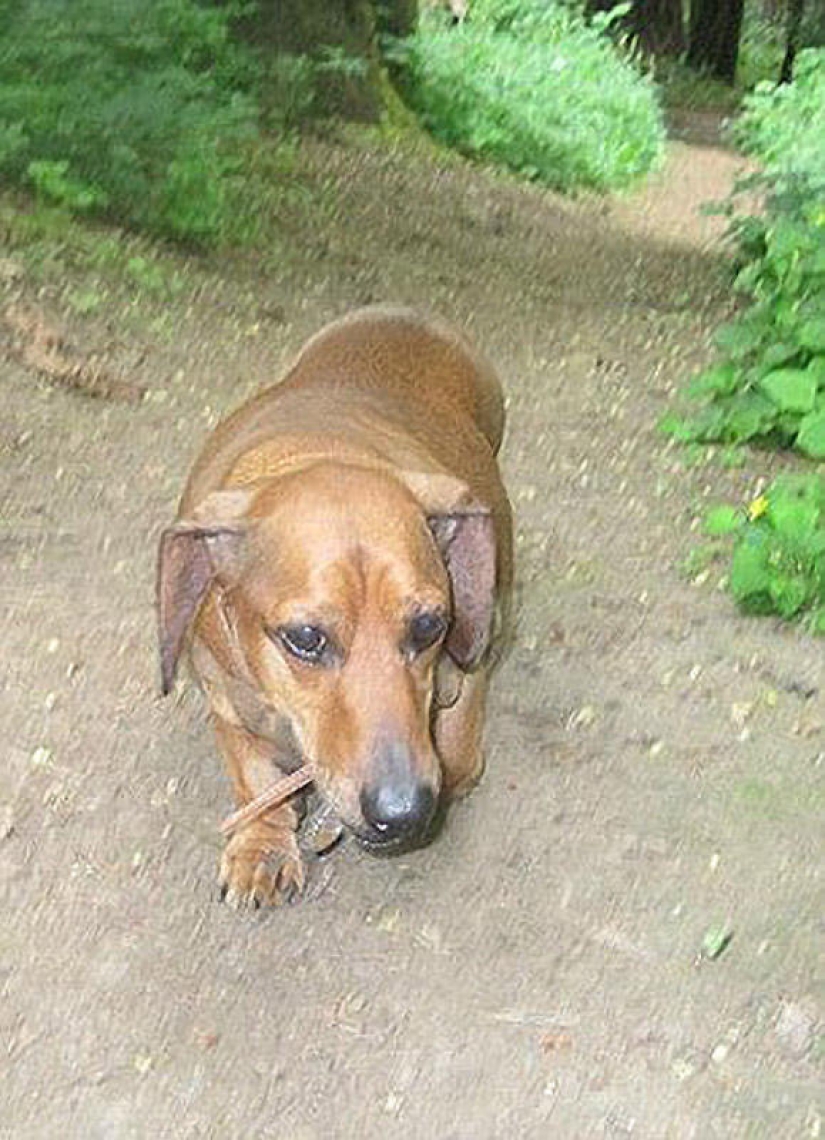 Dachshund who lost 22 kg