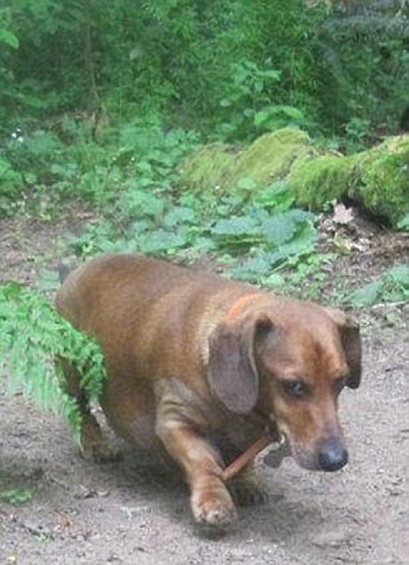 Dachshund who lost 22 kg