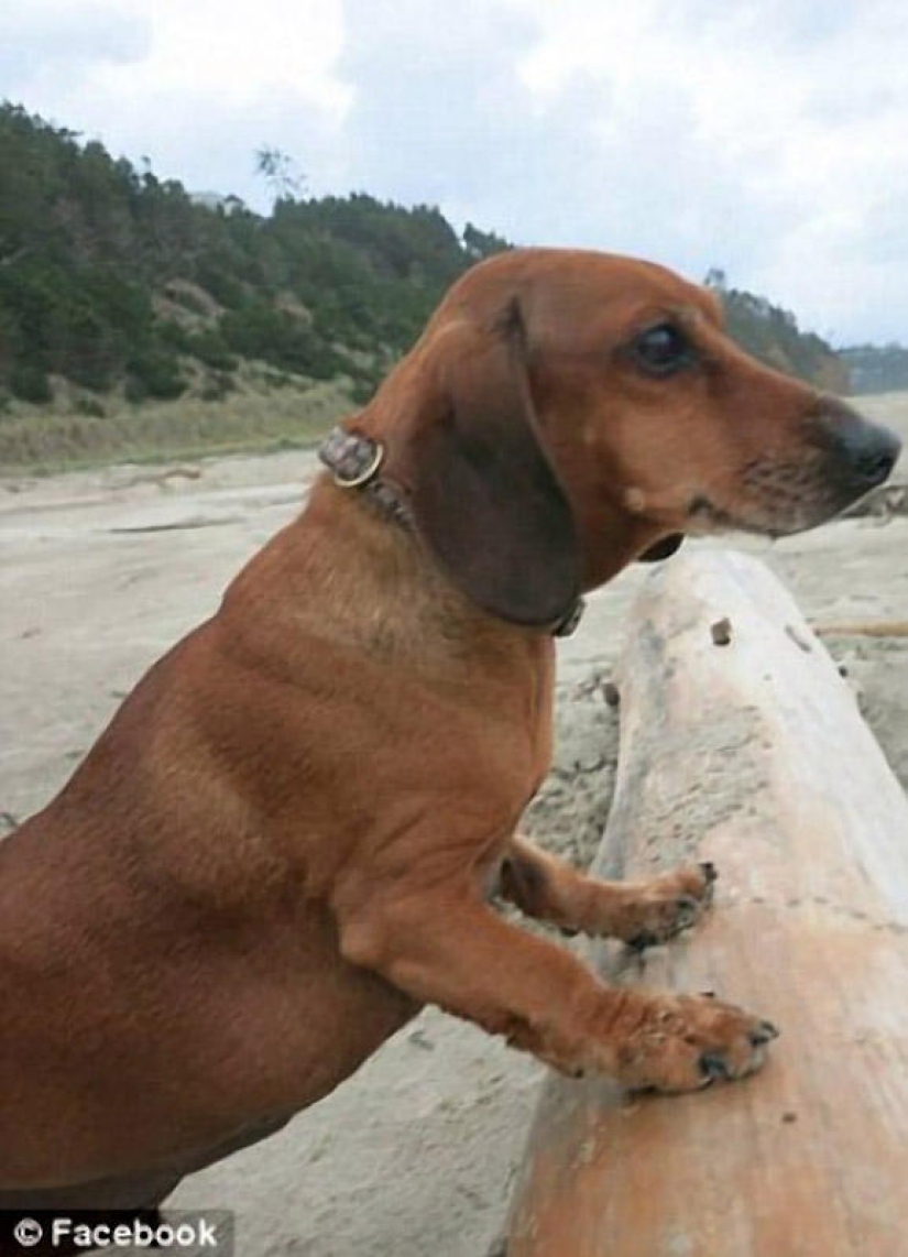 Dachshund who lost 22 kg