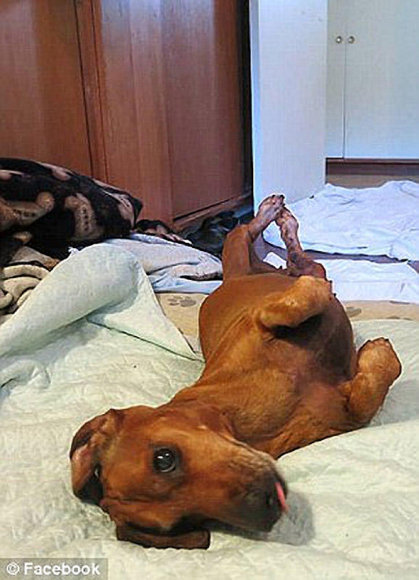 Dachshund who lost 22 kg