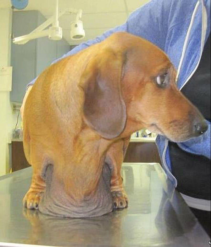 Dachshund who lost 22 kg
