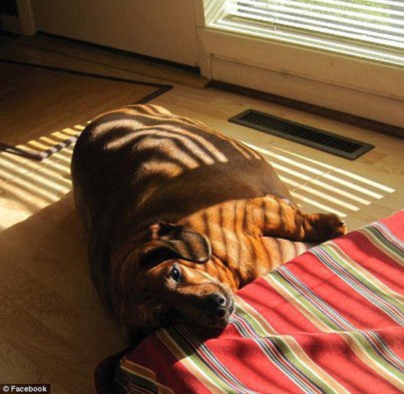 Dachshund who lost 22 kg