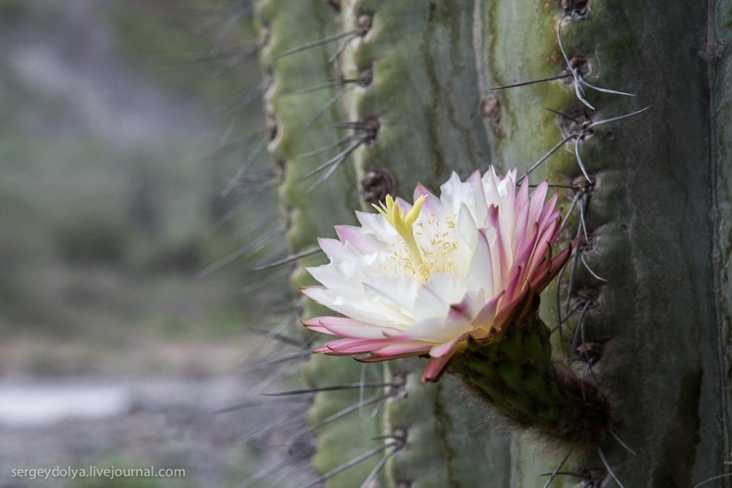 Dakar 2014. Salta, las montañas y el último día en Argentina