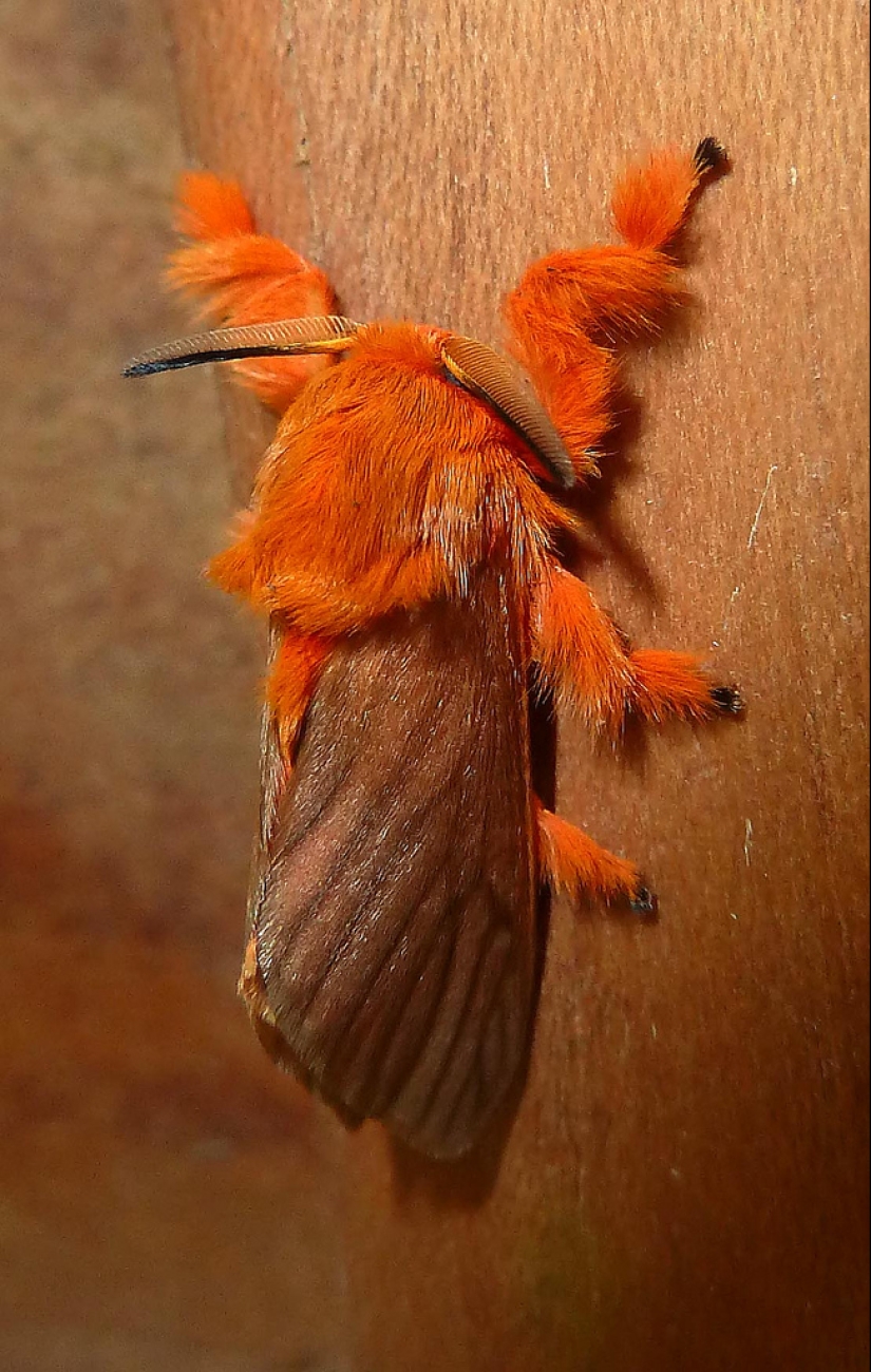 Dalcerid Crystal Caterpillar