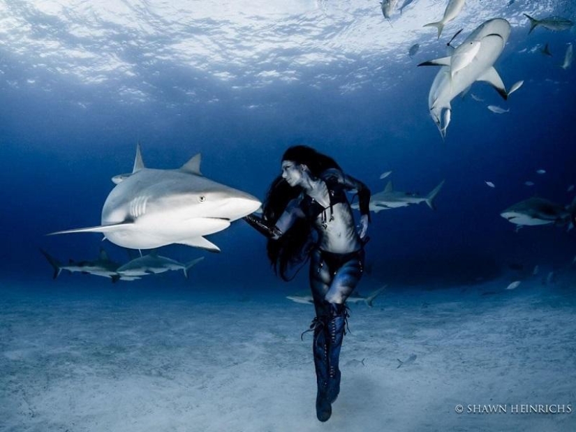 Dancing with tiger sharks