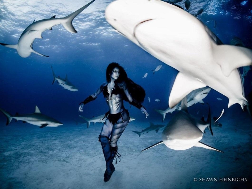 Dancing with tiger sharks