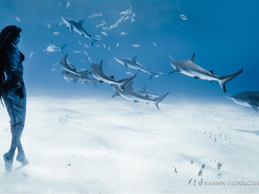 Dancing with tiger sharks