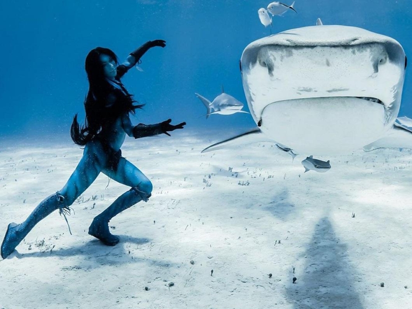 Dancing with tiger sharks