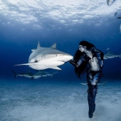 Dancing with tiger sharks