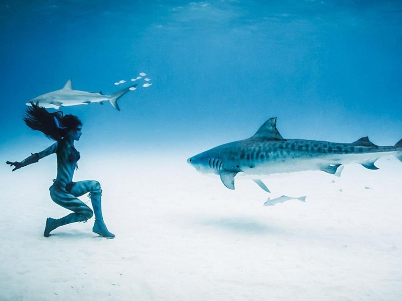 Dancing with tiger sharks