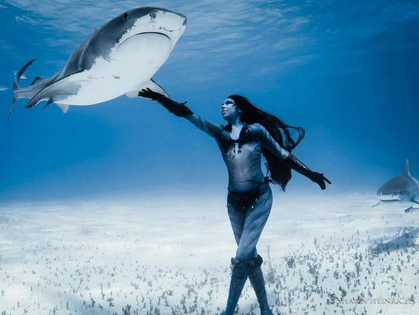 Dancing with tiger sharks