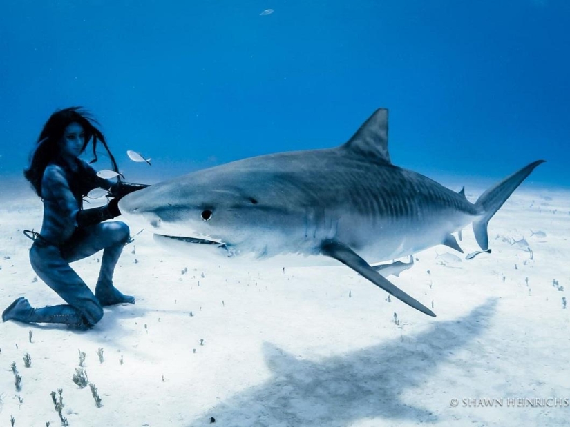 Dancing with tiger sharks