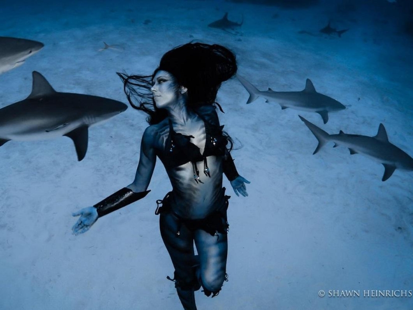 Dancing with tiger sharks