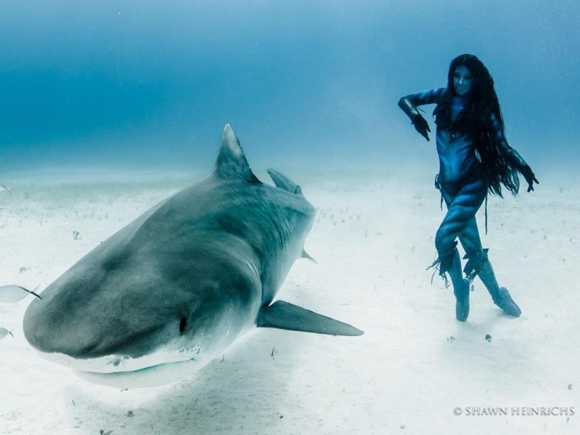 Dancing with tiger sharks