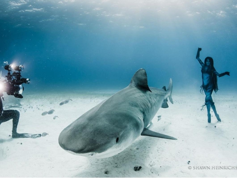 Dancing with tiger sharks