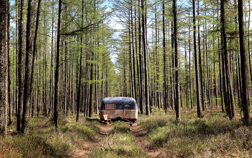 ¡De la oficina al bosque!