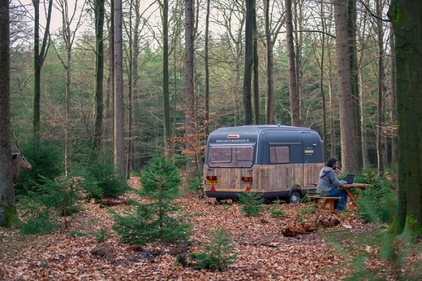 ¡De la oficina al bosque!