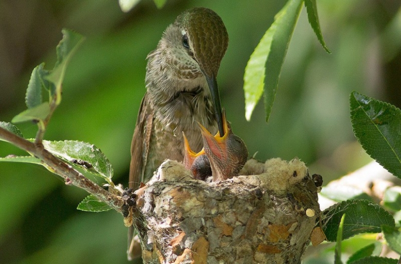 De una sucursal vacía a adolescentes en 6 semanas. Crónica del Nido del Colibrí Calyptus Anna