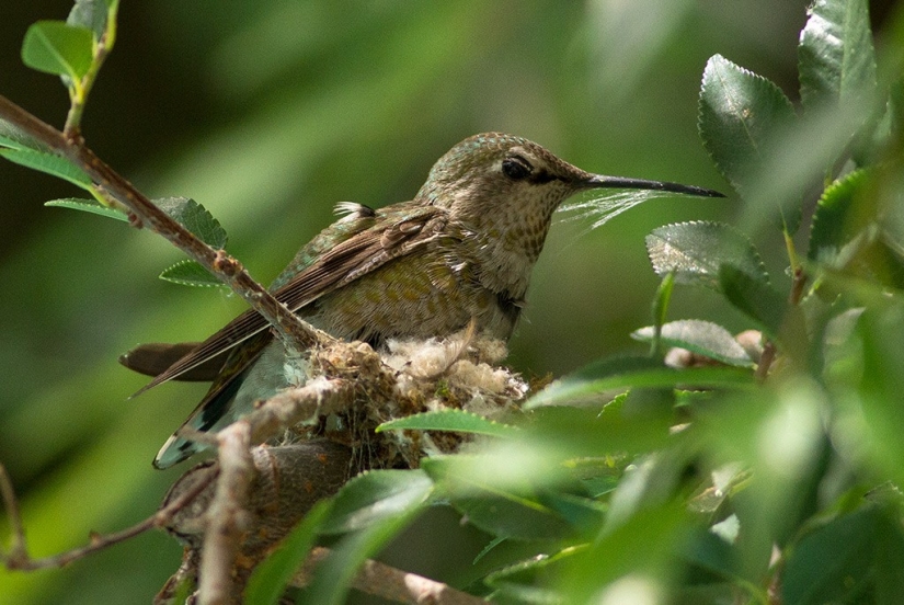 De una sucursal vacía a adolescentes en 6 semanas. Crónica del Nido del Colibrí Calyptus Anna