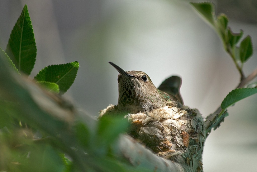 De una sucursal vacía a adolescentes en 6 semanas. Crónica del Nido del Colibrí Calyptus Anna