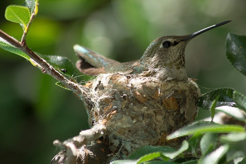 De una sucursal vacía a adolescentes en 6 semanas. Crónica del Nido del Colibrí Calyptus Anna