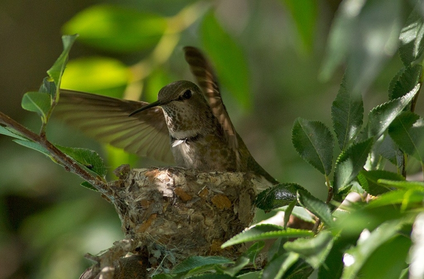 De una sucursal vacía a adolescentes en 6 semanas. Crónica del Nido del Colibrí Calyptus Anna