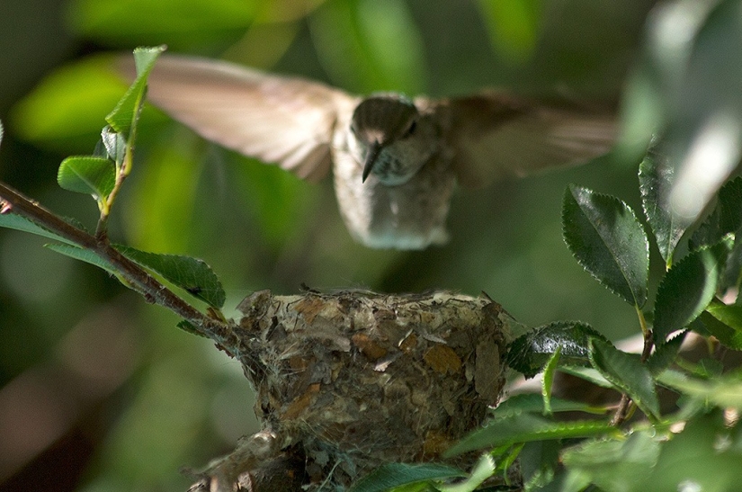 De una sucursal vacía a adolescentes en 6 semanas. Crónica del Nido del Colibrí Calyptus Anna