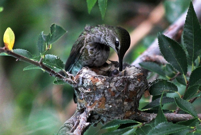De una sucursal vacía a adolescentes en 6 semanas. Crónica del Nido del Colibrí Calyptus Anna