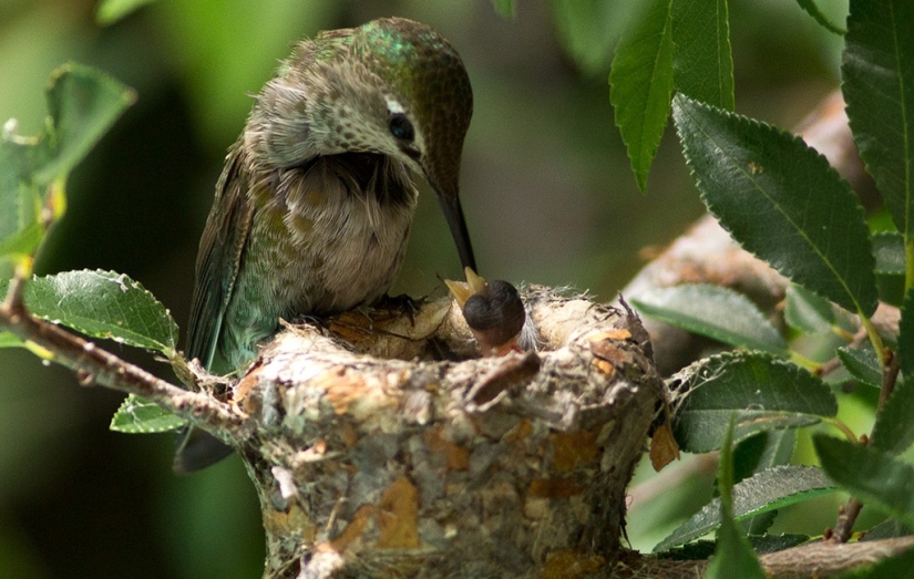 De una sucursal vacía a adolescentes en 6 semanas. Crónica del Nido del Colibrí Calyptus Anna