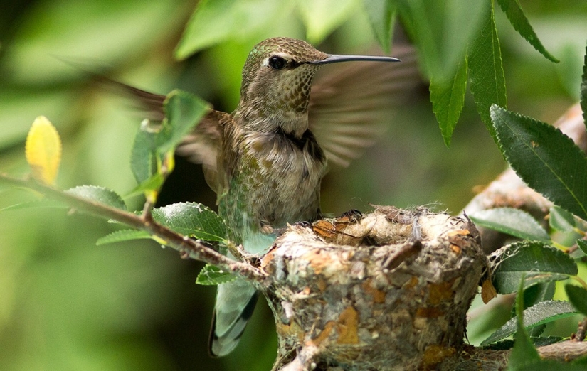 De una sucursal vacía a adolescentes en 6 semanas. Crónica del Nido del Colibrí Calyptus Anna