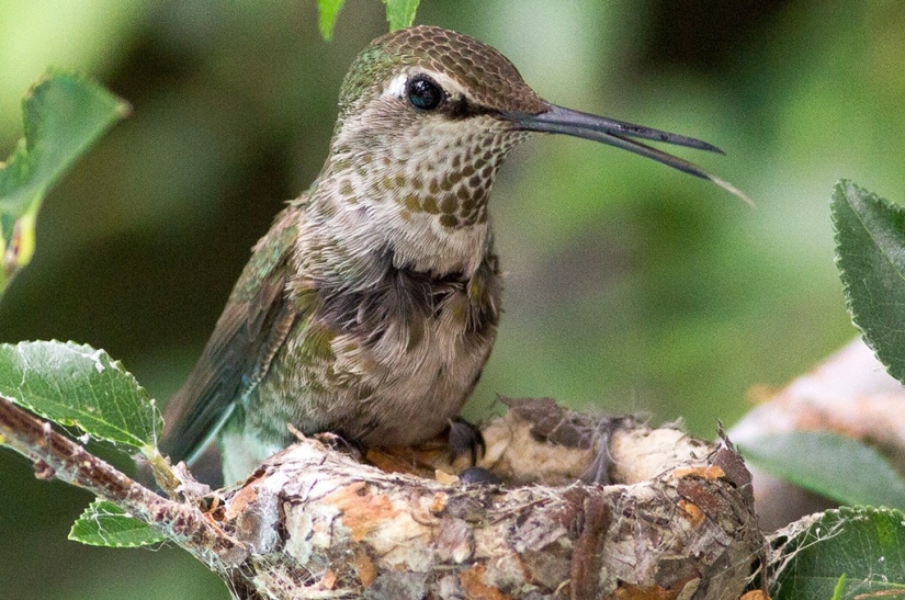 De una sucursal vacía a adolescentes en 6 semanas. Crónica del Nido del Colibrí Calyptus Anna