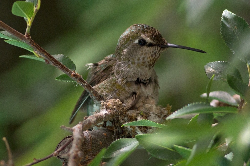 De una sucursal vacía a adolescentes en 6 semanas. Crónica del Nido del Colibrí Calyptus Anna
