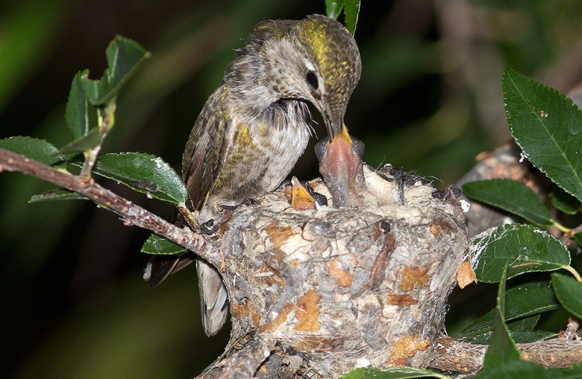 De una sucursal vacía a adolescentes en 6 semanas. Crónica del Nido del Colibrí Calyptus Anna