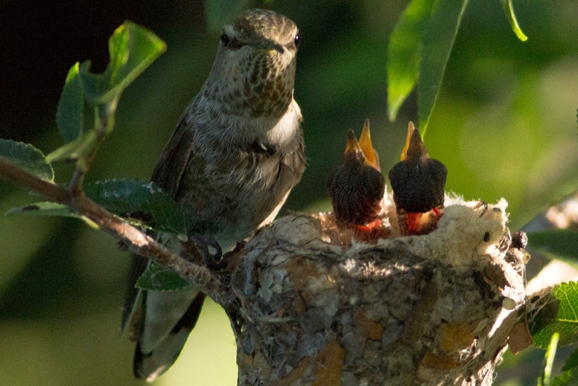 De una sucursal vacía a adolescentes en 6 semanas. Crónica del Nido del Colibrí Calyptus Anna