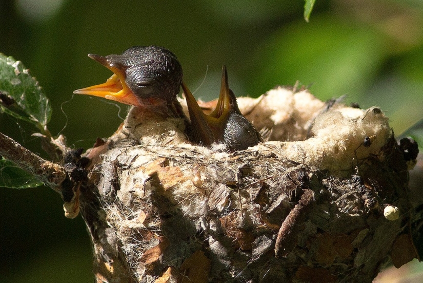 De una sucursal vacía a adolescentes en 6 semanas. Crónica del Nido del Colibrí Calyptus Anna