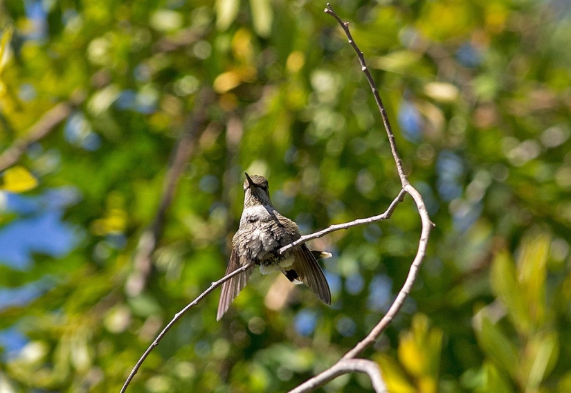 De una sucursal vacía a adolescentes en 6 semanas. Crónica del Nido del Colibrí Calyptus Anna