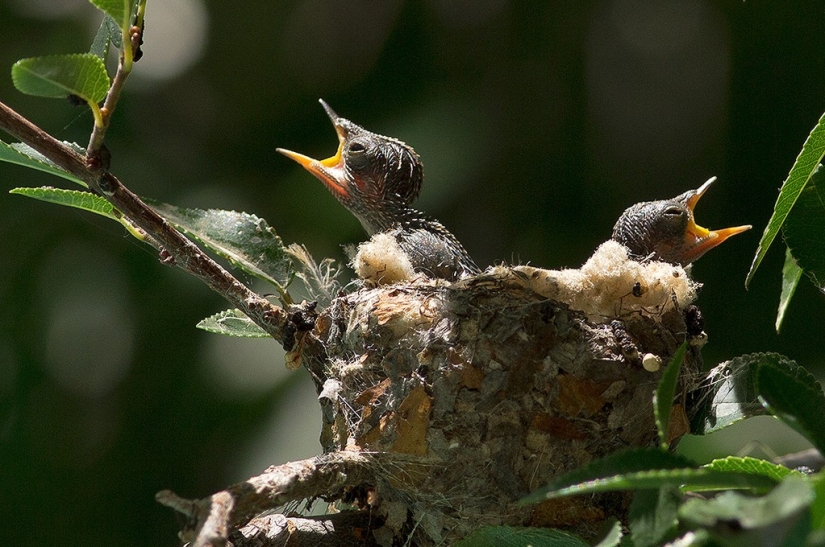 De una sucursal vacía a adolescentes en 6 semanas. Crónica del Nido del Colibrí Calyptus Anna