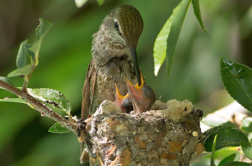 De una sucursal vacía a adolescentes en 6 semanas. Crónica del Nido del Colibrí Calyptus Anna